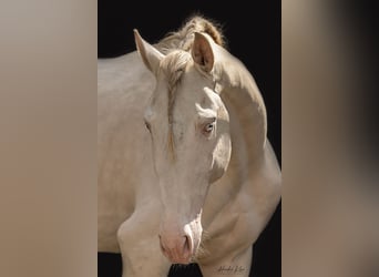 Lusitano, Castrone, 7 Anni, 159 cm, Perlino