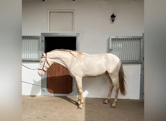 Lusitano, Castrone, 7 Anni, 159 cm, Perlino