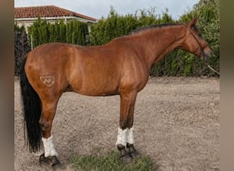 Lusitano Mix, Castrone, 7 Anni, 160 cm, Baio ciliegia