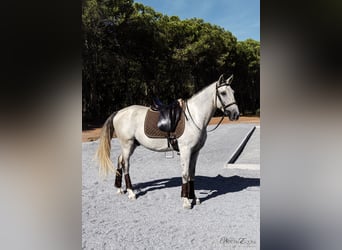 Lusitano, Castrone, 7 Anni, 160 cm, Grigio rossastro