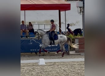 Lusitano, Castrone, 7 Anni, 160 cm, Grigio