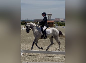 Lusitano, Castrone, 7 Anni, 160 cm, Grigio
