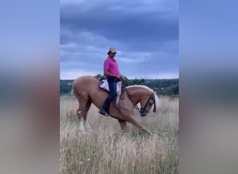 Lusitano, Castrone, 7 Anni, 160 cm, Palomino