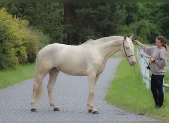 Lusitano, Castrone, 7 Anni, 161 cm, Cremello