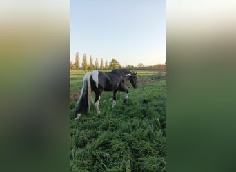 Lusitano Mix, Castrone, 7 Anni, 161 cm, Pezzato