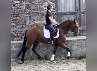 Lusitano, Castrone, 7 Anni, 162 cm, Baio