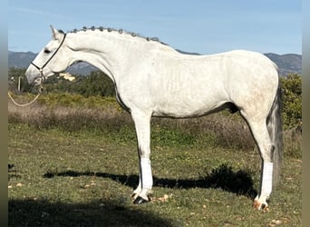 Lusitano, Castrone, 7 Anni, 162 cm, Grigio