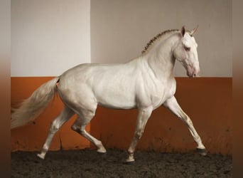 Lusitano, Castrone, 7 Anni, 163 cm, Cremello