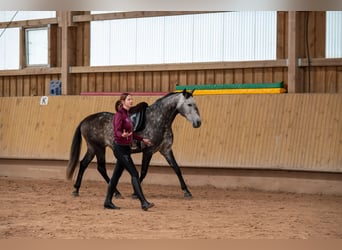 Lusitano, Castrone, 7 Anni, 163 cm, Grigio pezzato