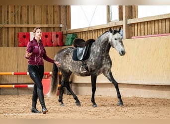 Lusitano, Castrone, 7 Anni, 163 cm, Grigio pezzato