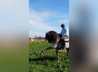 Lusitano, Castrone, 7 Anni, 164 cm, Grigio pezzato