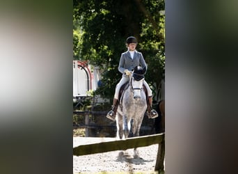 Lusitano, Castrone, 7 Anni, 164 cm, Grigio pezzato