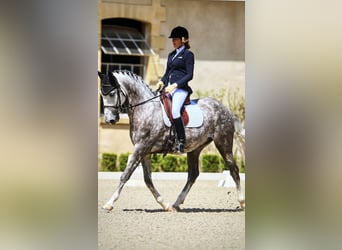 Lusitano, Castrone, 7 Anni, 164 cm, Grigio pezzato