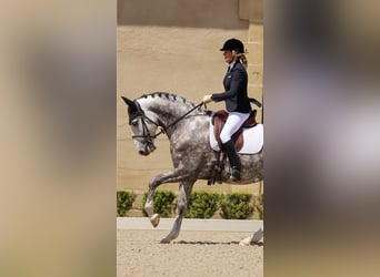 Lusitano, Castrone, 7 Anni, 164 cm, Grigio pezzato