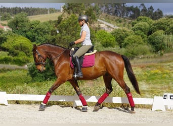 Lusitano, Castrone, 7 Anni, 165 cm, Baio