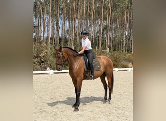 Lusitano, Castrone, 7 Anni, 165 cm, Baio