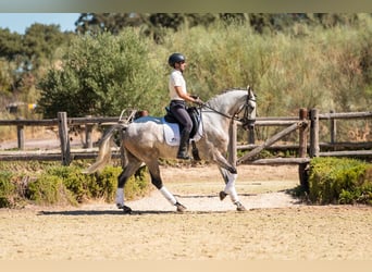 Lusitano, Castrone, 7 Anni, 165 cm, Grigio rossastro