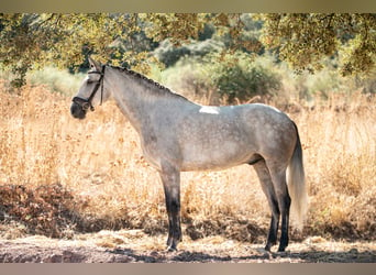 Lusitano, Castrone, 7 Anni, 165 cm, Grigio rossastro