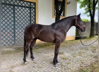 Lusitano, Castrone, 7 Anni, 165 cm, Morello