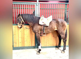 Lusitano, Castrone, 7 Anni, 166 cm, Baio