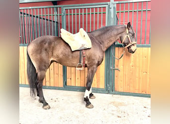 Lusitano, Castrone, 7 Anni, 166 cm, Baio