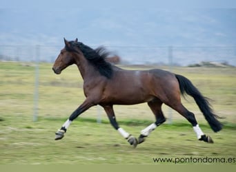 Lusitano, Castrone, 7 Anni, 170 cm, Baio