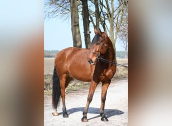 Lusitano, Castrone, 7 Anni, 170 cm, Baio