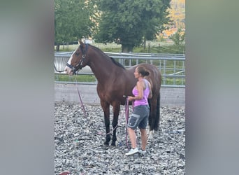 Lusitano, Castrone, 7 Anni, 170 cm, Baio