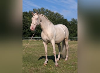 Lusitano Mix, Castrone, 8 Anni, 155 cm, Cremello