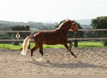 Lusitano, Castrone, 8 Anni, 155 cm, Sauro