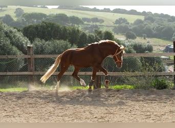 Lusitano, Castrone, 8 Anni, 155 cm, Sauro