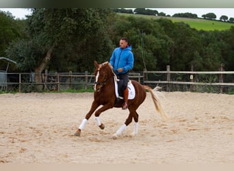 Lusitano, Castrone, 8 Anni, 155 cm, Sauro