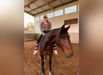 Lusitano, Castrone, 8 Anni, 159 cm, Baio