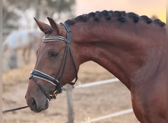 Lusitano Mix, Castrone, 8 Anni, 159 cm, Baio