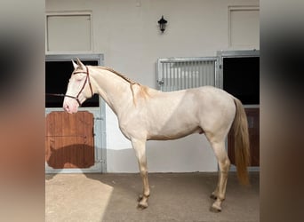 Lusitano, Castrone, 8 Anni, 159 cm, Perlino