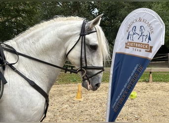 Lusitano, Castrone, 8 Anni, 160 cm, Grigio