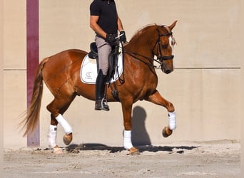 Lusitano, Castrone, 8 Anni, 160 cm, Sauro