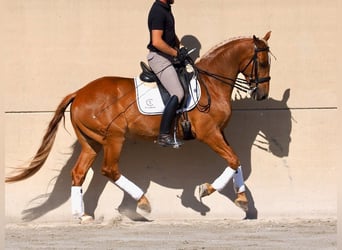 Lusitano, Castrone, 8 Anni, 160 cm, Sauro