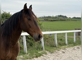 Lusitano, Castrone, 8 Anni, 162 cm, Baio ciliegia