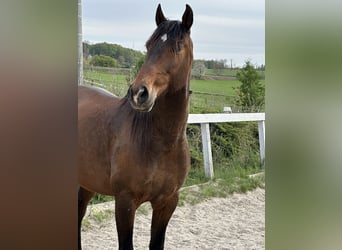 Lusitano, Castrone, 8 Anni, 162 cm, Baio ciliegia
