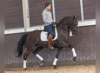 Lusitano, Castrone, 8 Anni, 162 cm, Morello