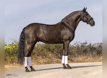 Lusitano, Castrone, 8 Anni, 162 cm, Morello