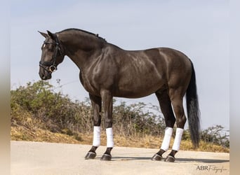 Lusitano, Castrone, 8 Anni, 162 cm, Morello