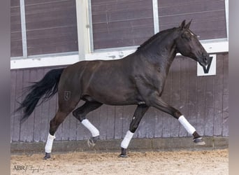 Lusitano, Castrone, 8 Anni, 162 cm, Morello