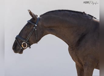 Lusitano, Castrone, 8 Anni, 162 cm, Morello
