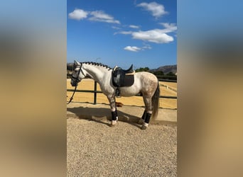 Lusitano, Castrone, 8 Anni, 163 cm, Grigio pezzato