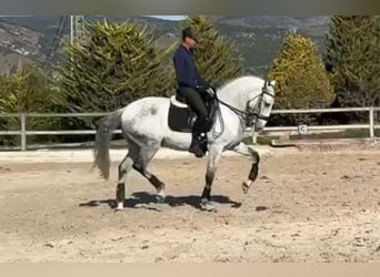 Lusitano, Castrone, 8 Anni, 165 cm, Grigio