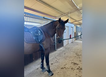 Lusitano Mix, Castrone, 8 Anni, 167 cm, Baio