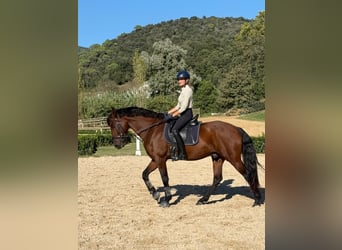 Lusitano Mix, Castrone, 8 Anni, 167 cm, Baio