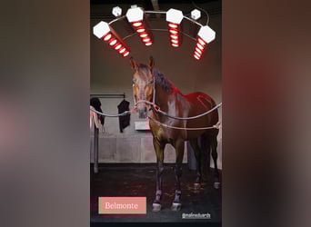 Lusitano Mix, Castrone, 8 Anni, 167 cm, Baio